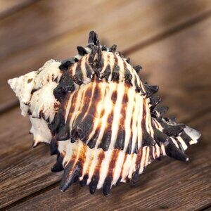 Black Murex Shell